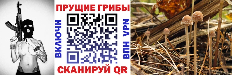 Псилоцибиновые грибы Psilocybe  Купить закладки  Аша 